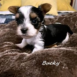 Yorkshire Terrier Puppies from Sweet Creations Yorkies