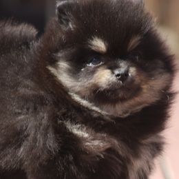 Pomeranians from English Rose Poms