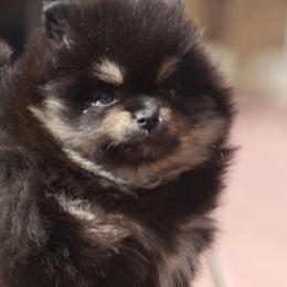 Pomeranians from English Rose Poms