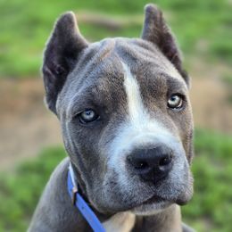 Wine - female Cane Corso puppy in Chestertown, Maryland from Willow Creek Cane Corsos