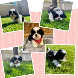 Barney - Black and white male Shih Tzu puppy in Klamath Falls, Oregon from Bel Aire Beauties