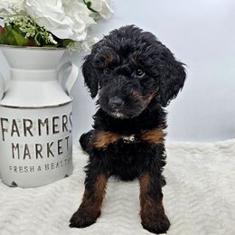 Skittles - Phantom female Bernedoodle puppy in Neillsville, Wisconsin from Rose River Farms