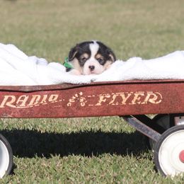 Boy 2 - Black and tan male Pembroke Welsh Corgi puppy in Ville Platte, Louisiana from Flat town corgis