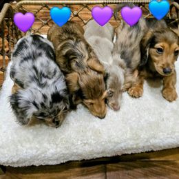 Dachshund Puppies from SchmooterBabies