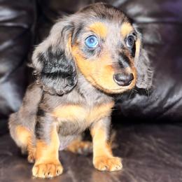 Dachshund Puppies from Dachshund Family Love Breeders