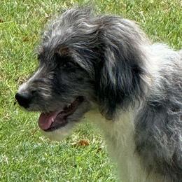 Briar - Blue merle male Aussiedoodle puppy in Ambrose, Georgia from Brandilyn's Aussies