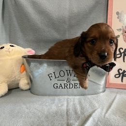 Dachshund Puppies from Hogan’s Lowrider Hounds