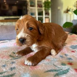 Pumpkin - Red female Bernedoodle puppy in Gilbert, Arizona from Sunburst Doodles