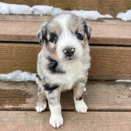 Cinch - Blue merle male Aussiedoodle puppy in Clara City, Minnesota from Good Shepherd Aussiedoodles