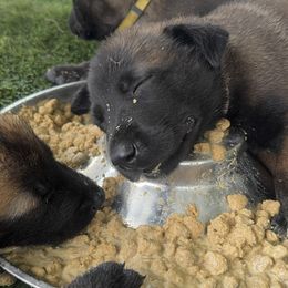 Belgian Malinois Puppies from Blue Shield Malinois