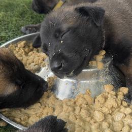 Belgian Malinois Puppies from Blue Shield Malinois