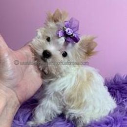 Yorkshire Terrier Puppies from Exquisite Dancing Yorkie for Sale