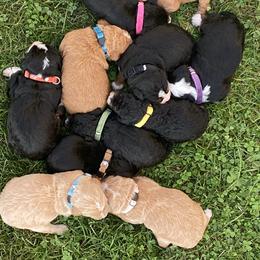 Bernedoodle Puppies from Pitter Patter Puppies NJ