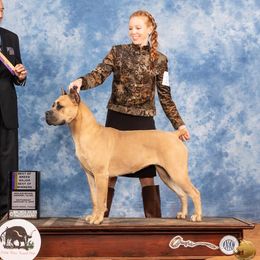 Bubbles - Cane Corso