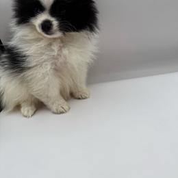 Benji - Black parti male Pomeranian puppy in Brandon, Vermont from Poms All Day