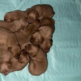 Female 4 - Dark golden female Golden Retriever puppy in Yucaipa, California from Blessed Goldens