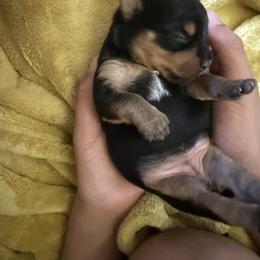 Yorkshire Terrier Puppies from The Yorkie House