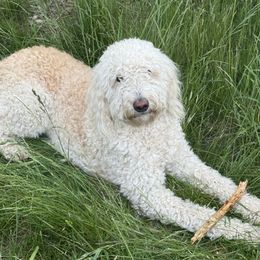 Faithful - Goldendoodle