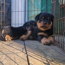 Red Boy - Black and mahogany male Rottweiler puppy in Longview, Washington from Winters Rotties