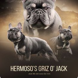 Griz - Black and tan male French Bulldog puppy in Loomis, California from The Frenchie Lounge