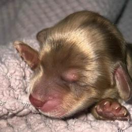 Milo - Dapple male Dachshund puppy in El Cajon, California from Lisa Buxton