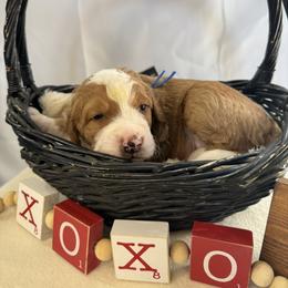 Rudolph - Yellow and white male Bernedoodle puppy in New Market, Virginia from Frosty & Ginger Co Home of Doodles