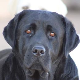 Lovey - Labrador Retriever