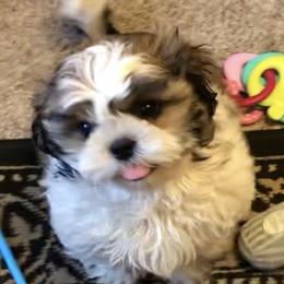 Shih Tzu Puppies from Stevens’ Hidden Acres