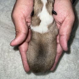 Companion Cross Puppies from Chilipoms