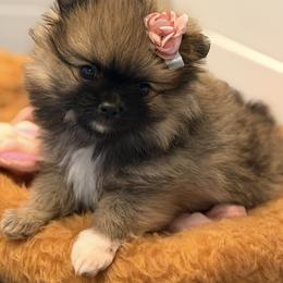 Abby - Wolf sable female Pomeranian puppy in Newport Beach, California from Exotic City Pomeranians and chihuahuas