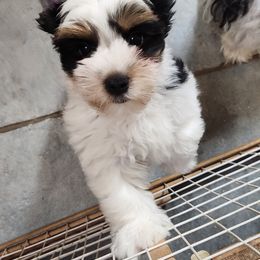 Biewer Terrier Puppies from Bibeau's Biewer Terriers