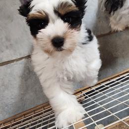 Biewer Terrier Puppies from Bibeau's Biewer Terriers