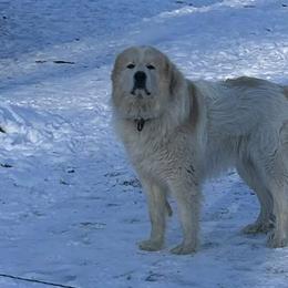 Great Pyrenees from Bailey Family Farm