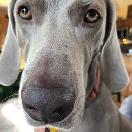 Labrador Retrievers and Weimaraners from Kathy Welle