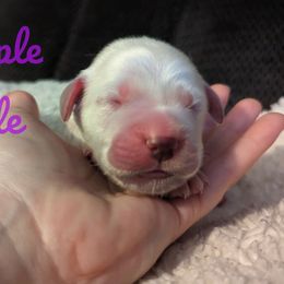 Golden Retriever Puppies from Heckmans English Cream Golden Retrievers