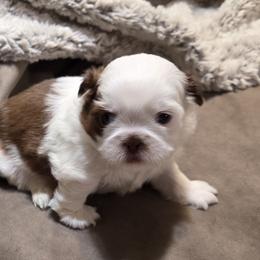 Cubby - Liver and white male Shih Tzu puppy in Parma, Idaho from SuLynnes Shih Tzus