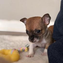 Drake - Chocolate and tan male Chihuahua puppy in Sherwood, Arkansas from Bartelt Breeders
