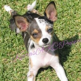 Chihuahua Puppies from Kiara's AKC Chihuahuas of Michigan