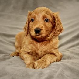 Brooke - Caramel red female Australian Labradoodle puppy in Stanwood, Washington from Victoria Creek Australian Labradoodles