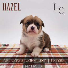 Hazel - Red female Pembroke Welsh Corgi puppy in Pine Village, Indiana from NL Horsemanship