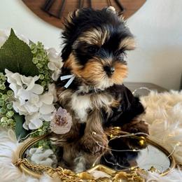 Aster 4,813 - Black and tan male Yorkshire Terrier puppy in Pittsburg, California from Crystal Garden Yorkies