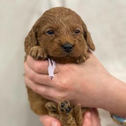 Honey - Lavender Collar - Red female Cavapoo puppy in Ferndale, Washington from Cavakennels.pnw