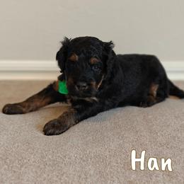 Han - Phantom male Bernedoodle puppy in Guthrie, Oklahoma from Edmond Doodles, LLC