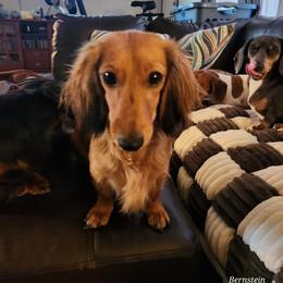 Reba - Dachshund