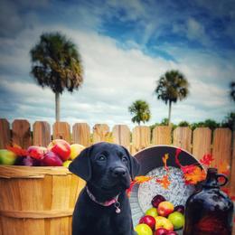 Labrador Retriever Puppies from Harrison's Lakeside Labradors