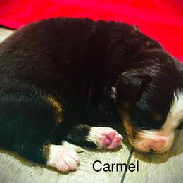 Carmel - Black rust and white female Bernese Mountain Dog puppy in Strasburg, Ohio from Lois Allison