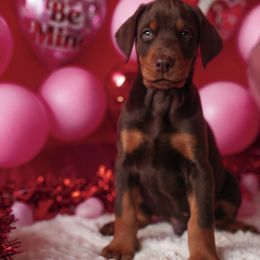 Doberman Pinscher and Labrador Retriever Puppies from GFDutton Retrievers & Dalla Grazia Dobermans