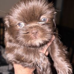 Winston - Chocolate male Shih Tzu puppy in Claremore, Oklahoma from Reputable Shih tz Breeders  and Buyers In Oklahoma