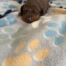 Aymeric - Chocolate and tan male Dachshund puppy in Conroe, Texas from R&M Dachshunds