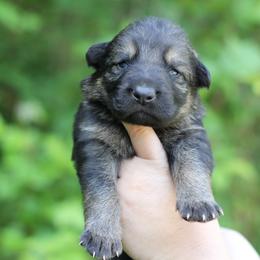 3rd choice male - Sable male German Shepherd puppy in Lucasville, Ohio from Trusting Hearts Kennel